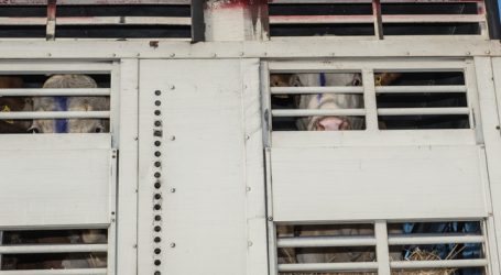 Tiertransport-Gipfel in Vorarlberg