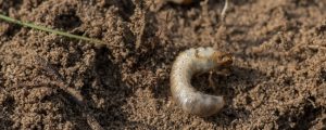 Tirol bekämpft Maikäfer mit Pilzgerste