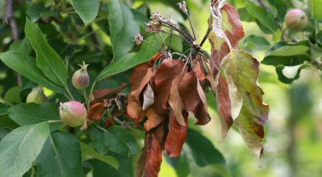 Vorarlberg fürchtet Feuerbrand-Jahr
