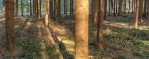 Film klärt zum „Wald im Klimawandel“ auf