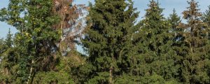 Starkes Borkenkäferjahr steht bevor