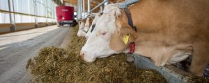 EU rechnet 2018 mit mehr Milch