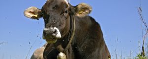 Historische Fusion der Tiroler Rinderzuchtverbände