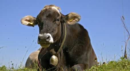 Historische Fusion der Tiroler Rinderzuchtverbände