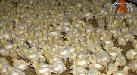 Greenpeace: Förderungen für Ammoniak-Sünder streichen