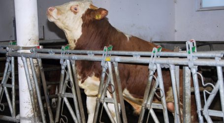 Preise für Jungstiere geraten unter Druck