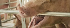 Schweinepest erreicht Ungarn