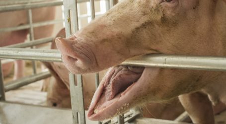 Schweinepest erreicht Ungarn