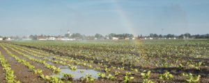 Landwirte sollen mit Abwasser bewässern