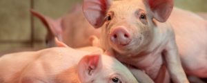 Investitionszuschuss für Abferkelsysteme erhöht