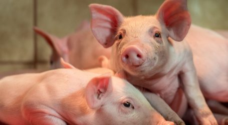 Investitionszuschuss für Abferkelsysteme erhöht