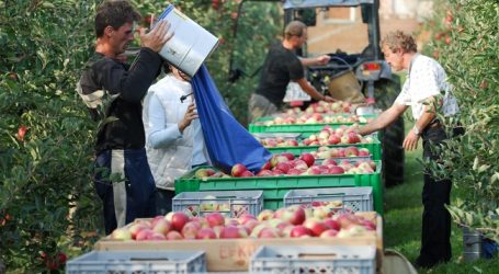 Prognosen versprechen starke Apfelernte