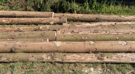 Borkenkäfer: „Keine gesunden Bäume fällen“