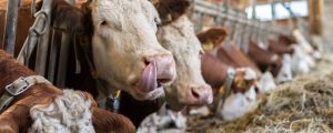 Welthandel mit Milchprodukten wächst