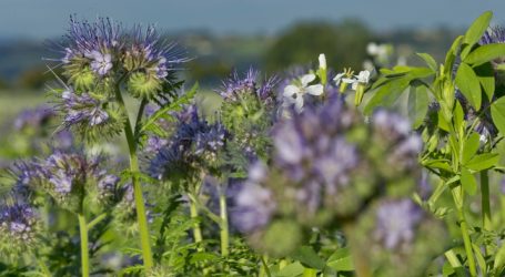 Biodiversitätsflächen bei Trockenheit freigegeben