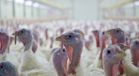 Osteuropäer unterlaufen heimische Geflügelpreise