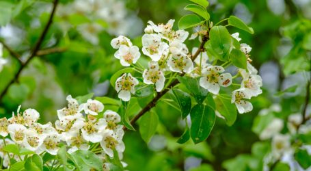 Waldbier 2018 aus der wilden Holzbirne