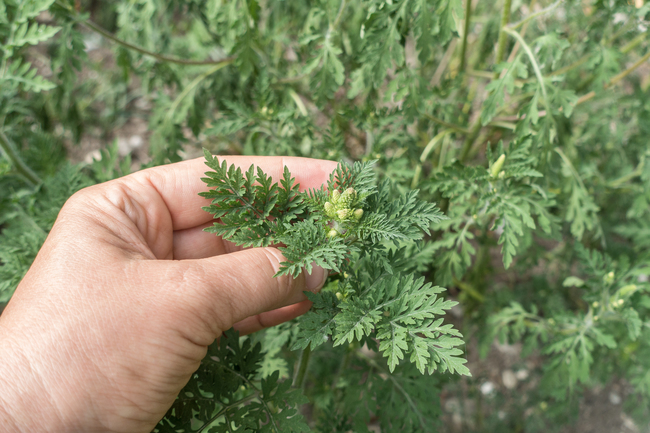 Ragweed Ware Einfach Zu Dezimieren Blick Ins Land