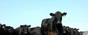 Mercosur: Uruguay will mehr Rindfleisch liefern