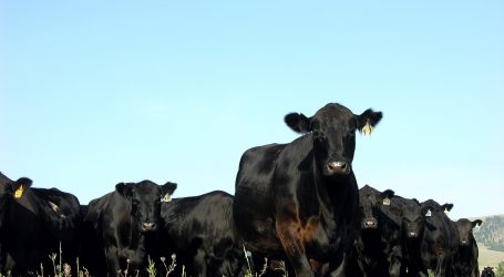 Mercosur: Uruguay will mehr Rindfleisch liefern