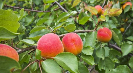 Marillenernte vierzehn Tage früher als sonst
