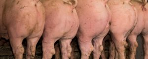Schweinefleischlieferungen nach China rückläufig