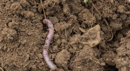 Gemischte Reaktionen auf GAP-Vorschläge