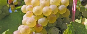 Klimawandel ermöglicht Nordtiroler Weinbau