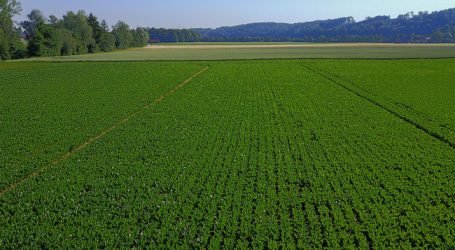 Hogan: Rübenerzeuger sollen für Gleichgewicht sorgen