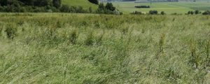 Steiermark: Bauern können Futter nicht einbringen