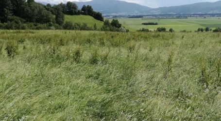 Steiermark: Bauern können Futter nicht einbringen