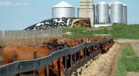 Zahl der Rinder in US-Mastbetrieben wächst