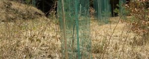 LFI-Farminar zur Aufforstung von Katastrophenflächen