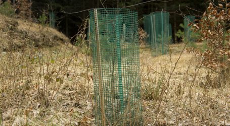 LFI-Farminar zur Aufforstung von Katastrophenflächen