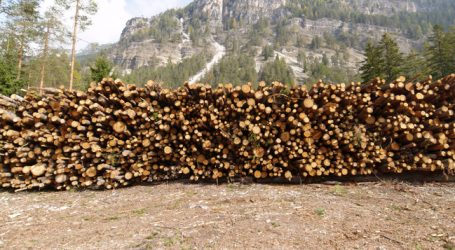Kalamitäten bestimmen den Holzmarkt