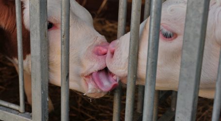 Grüne kritisieren Kälbertransporte aus Vorarlberg