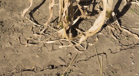 Dürre belastet deutsche Landwirtschaft
