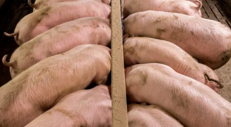 US-Schweinebauern leiden unter Trumps Politik