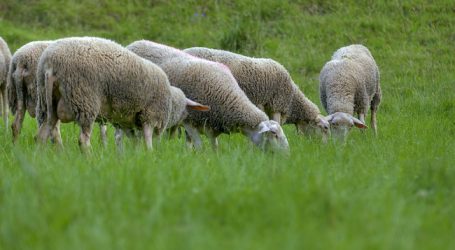 Brexit mit massiven Auswirkungen für Farmer