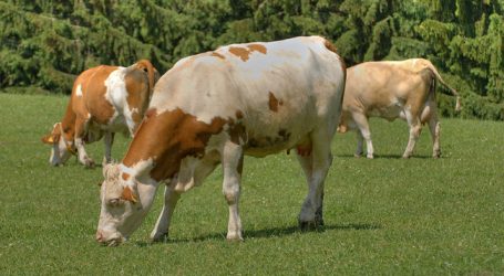 Rindfleisch: AMA-Gütesiegel braucht Mengensteuerung