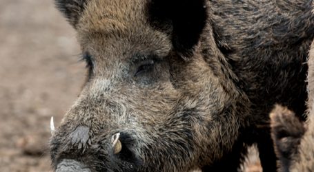 EFSA ruft zu Reduktion der Wildschweinbestände auf