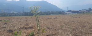 Vorarlberg prüft Dürre-Unterstützung