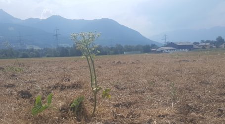 Vorarlberg prüft Dürre-Unterstützung