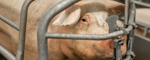 Afrikanische Schweinepest breitet sich in Rumänien aus