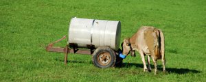 Schweiz: Streit um Milchpreis-Erhöhung