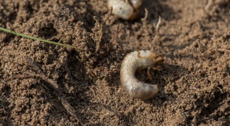Erneute Engerlingplage im Mölltal