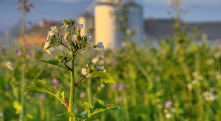 Hogan will Zwischenfrüchte als Futter freigeben