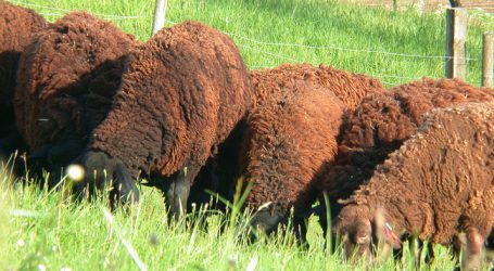 Tiroler Experten sollen Beutegreifer-Strategie erarbeiten