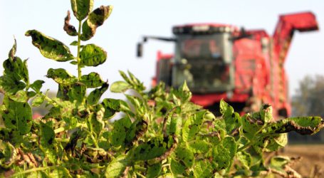 Erdäpfelerträge wegen Trockenheit nur unterdurchschnittlich