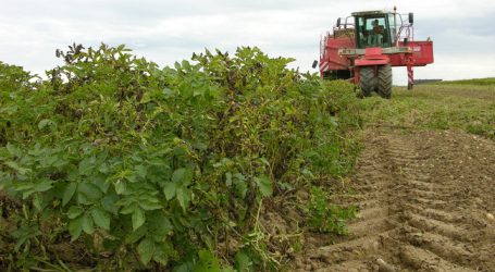 Hitze lässt Erdapfelerträge dahinschmelzen